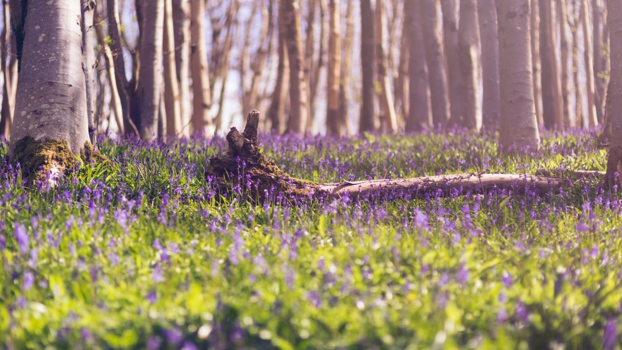 Bluebells in a forest during spring