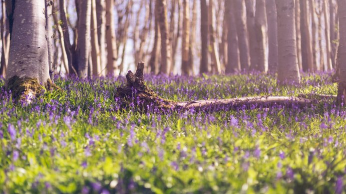 A forest floor covered in bluebells, with trees in the background and a fallen log in the foreground