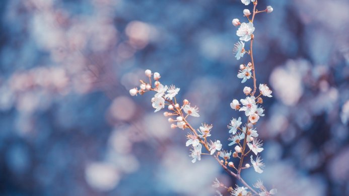 A branch of cherry blossoms with white flowers against a blurred blue and pink background