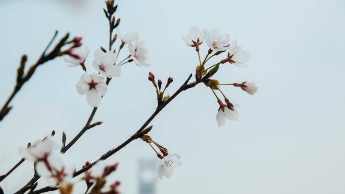 Close-up of cherry blossoms on branches against a light blue sky