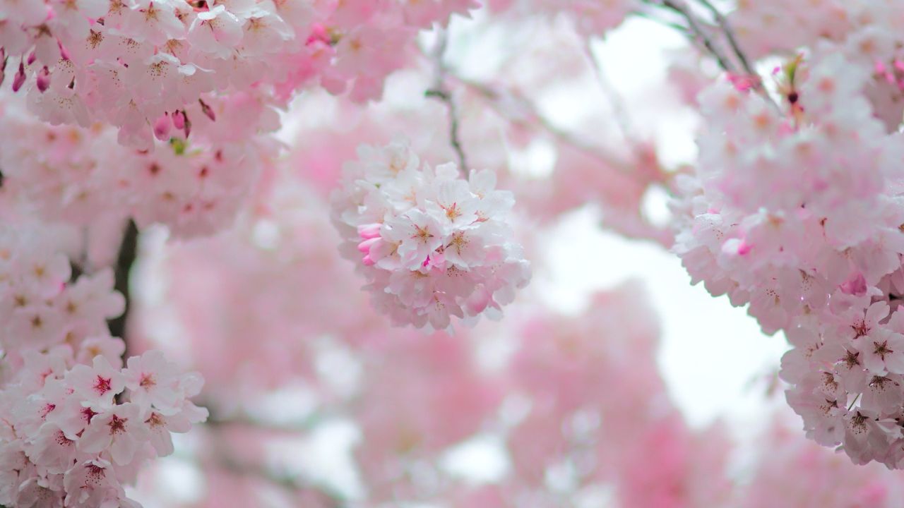Close-up of pink cherry blossoms