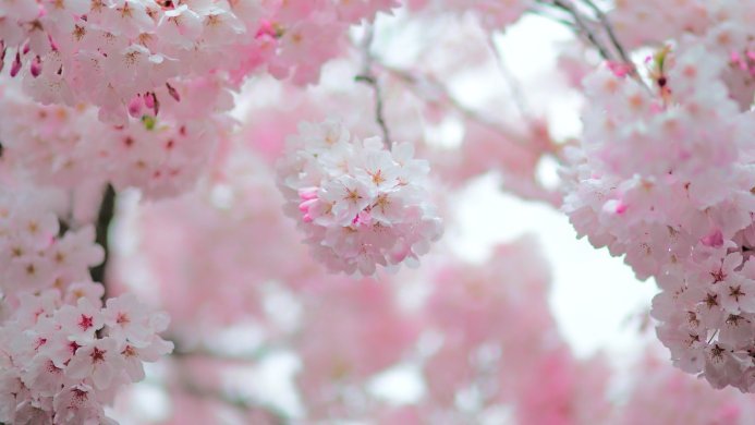 Close-up of cherry blossoms with pink and white petals in soft focus
