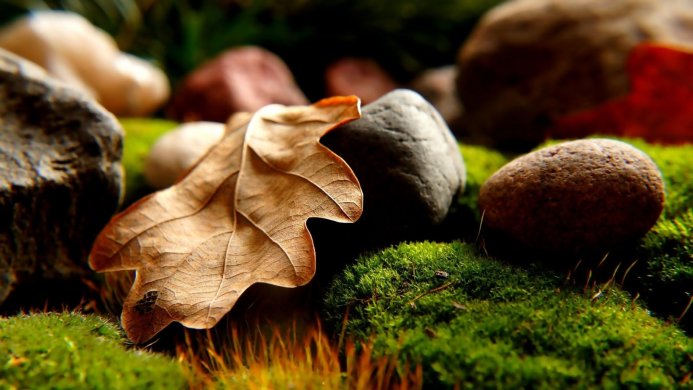 A dry leaf lying on green moss with various stones around it