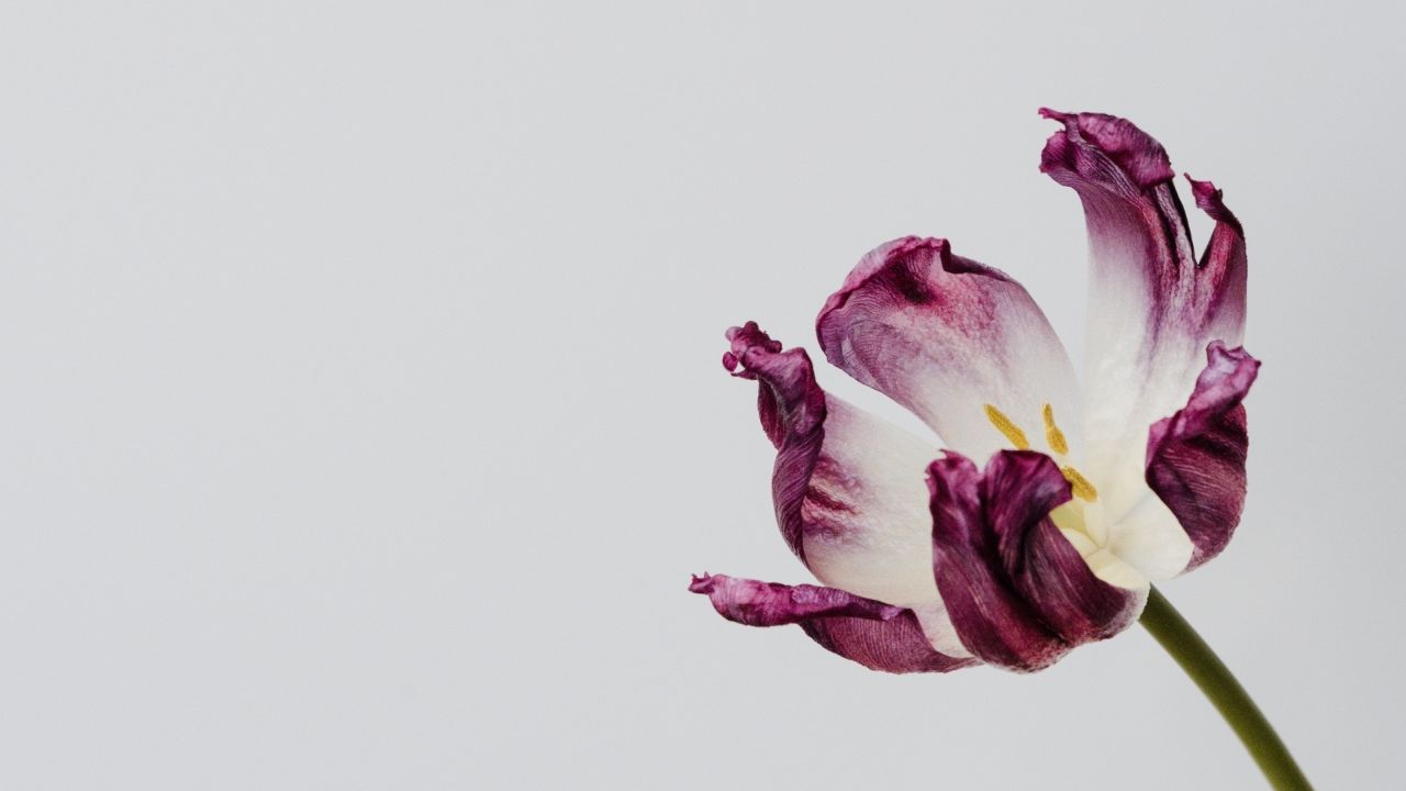 Wilted purple tulip with white background