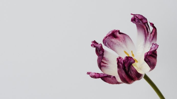 A fading purple and white tulip blossom against a pale grey background
