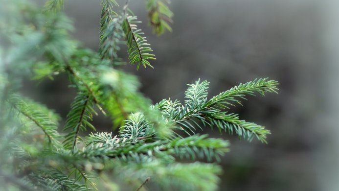 Close-up of a fir branch with green needles on a blurred background