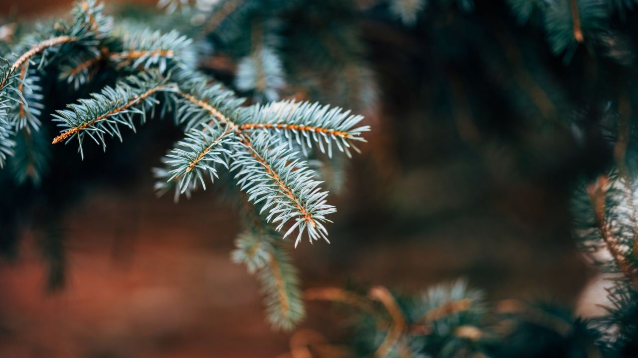 Close-up of a fir tree branch