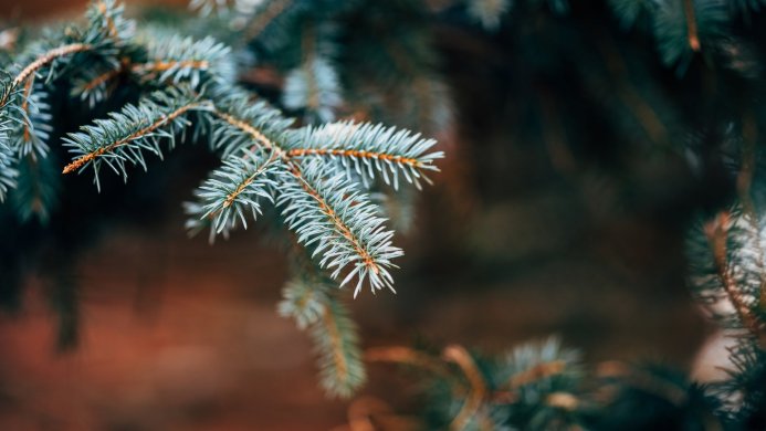 Close-up of fir branch with blue-green needles on a dark brown background
