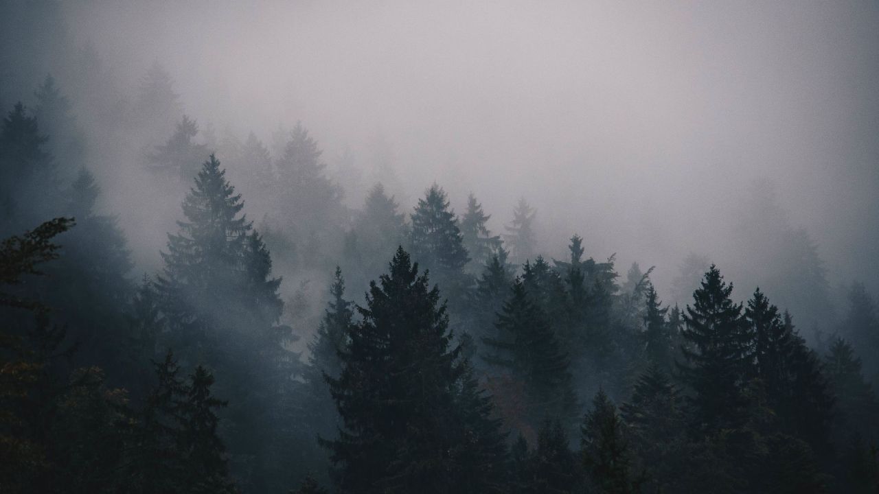 Trees in fog