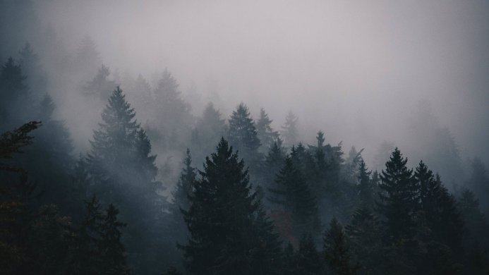 Misty forest scene with evergreen trees fading into the fog