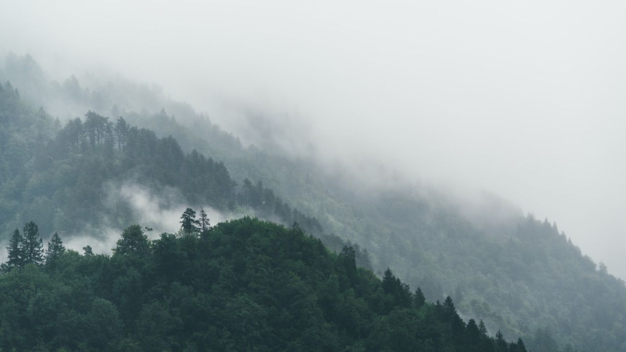 Forest landscape in mist