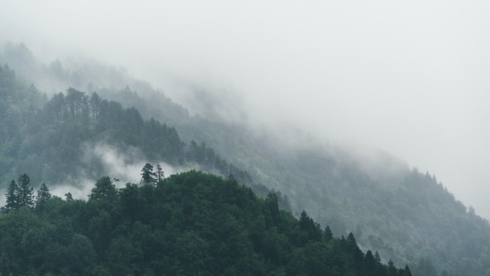 A foggy forest landscape with green trees on a mountainside