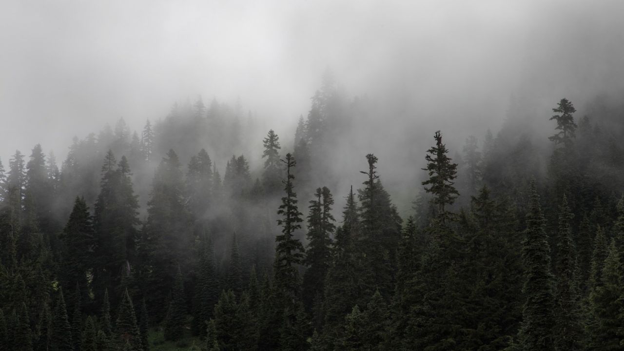 Trees in a forest with mist