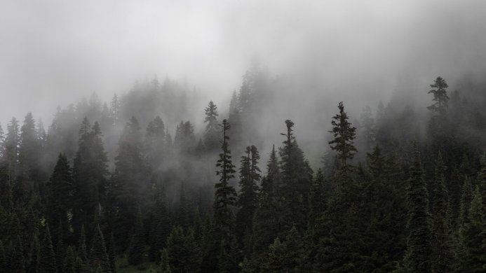 A dense forest of evergreen trees shrouded in thick fog and mist