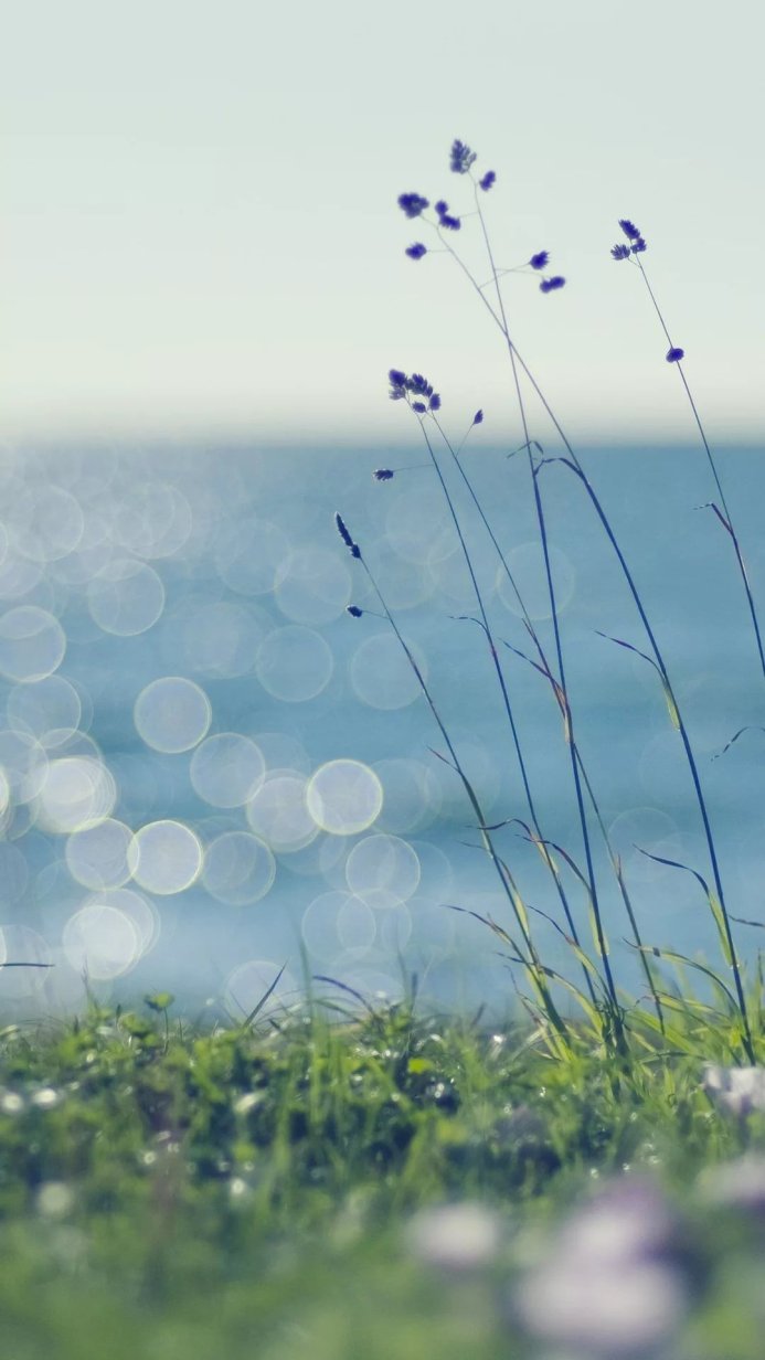 Grass and water bokeh background with a tranquil serene view of nature