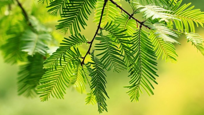 Close-up of green leaves with a blurred green and yellow background