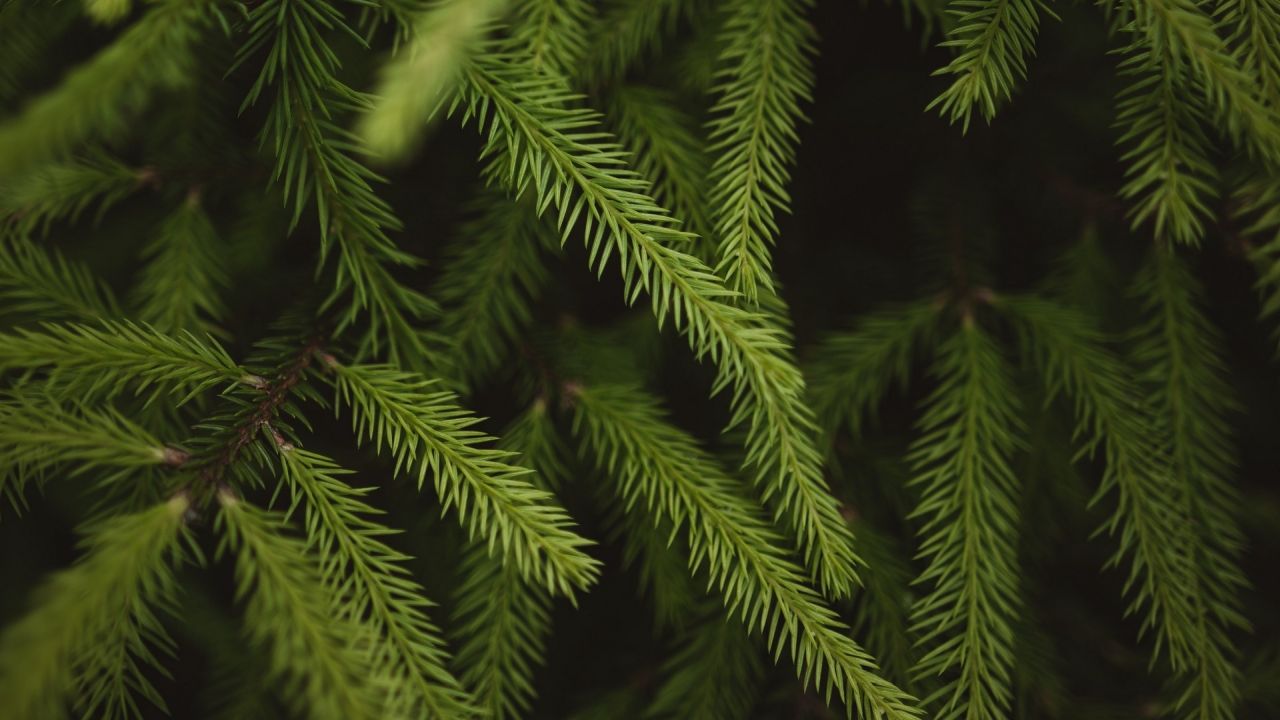 Close-up of green fir branches