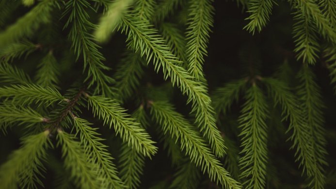 Close-up of green pine needles on a branch