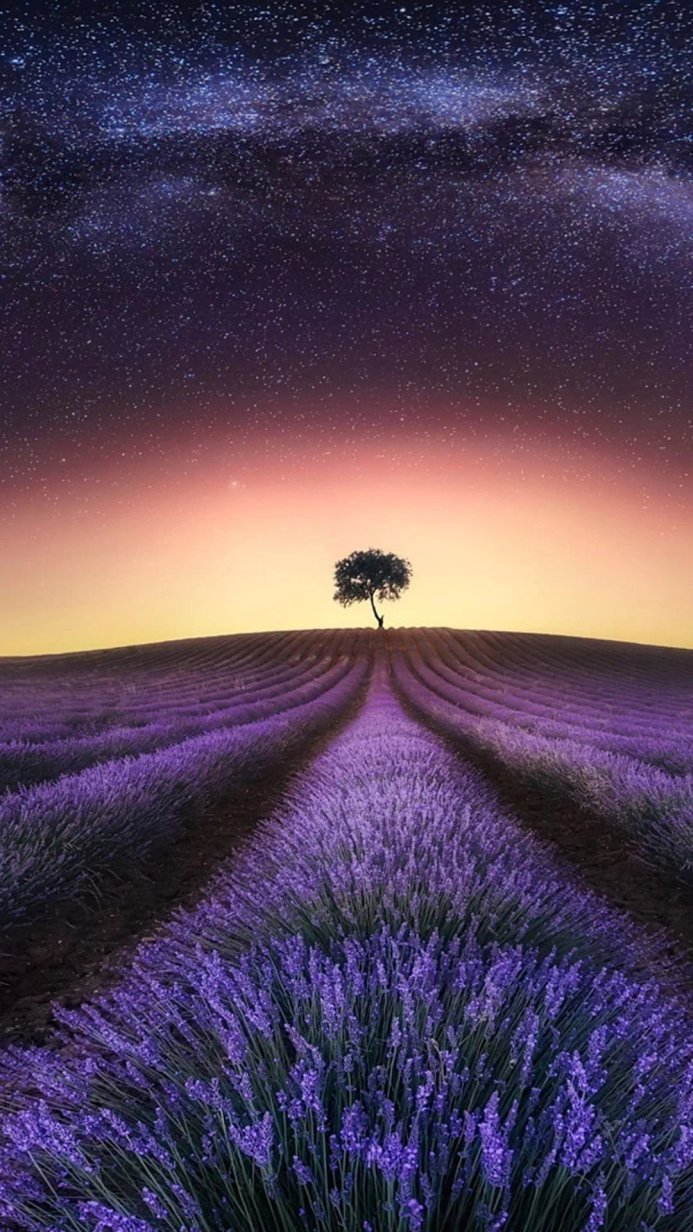 Lavender field with a tree silhouetted against a starry night sky