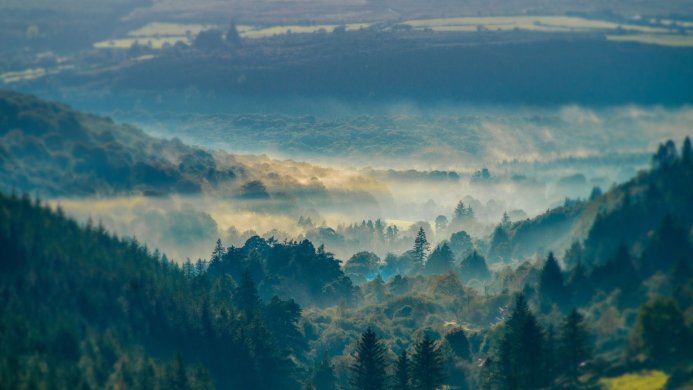 A misty forest landscape with sunlight breaking through the fog