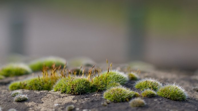Close-up of moss growing on a stone surface