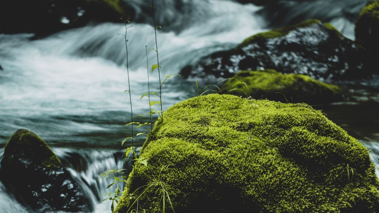 Mossy rock by flowing river