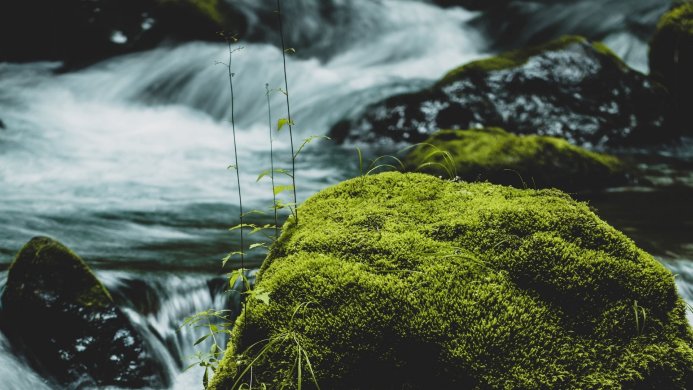 Mossy rocks in a river with flowing water