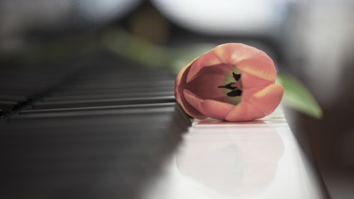 A peach-colored tulip resting on the keys of a piano