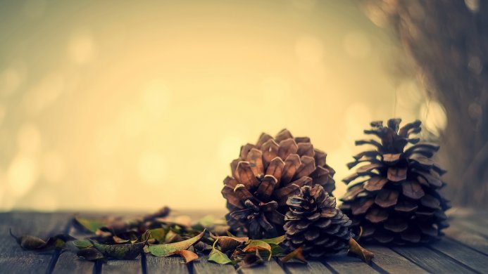 Three pine cones and leaves on a wooden surface with a blurred background
