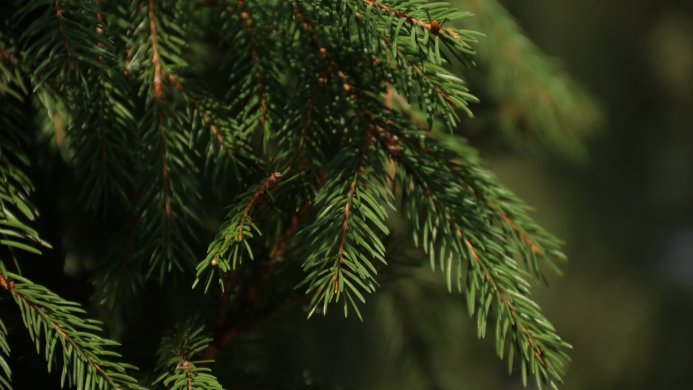 Close-up of green pine needles and brown branches against a blurred background