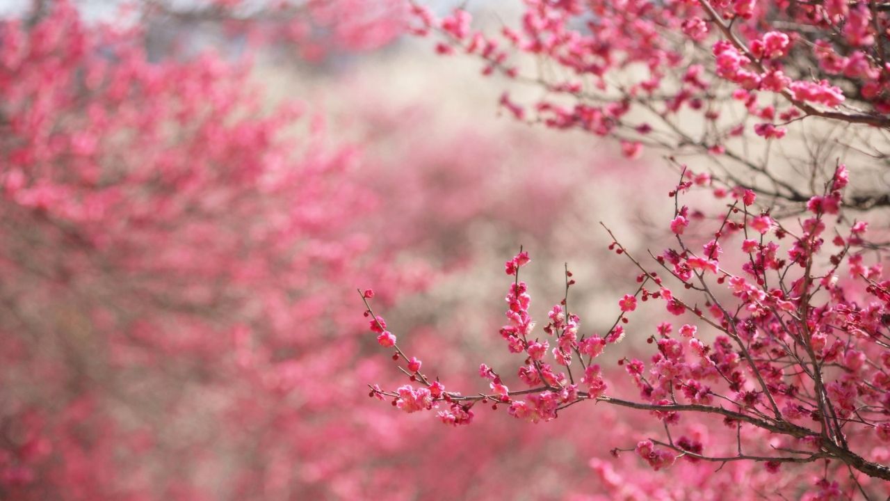 Pink plum blossoms on branches
