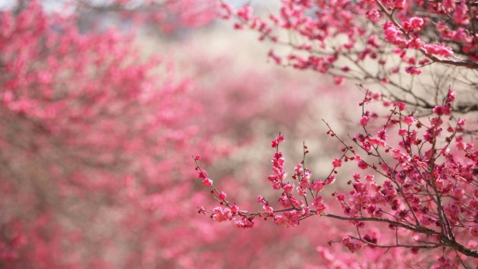 Close-up of pink plum blossoms in full bloom against a blurred background of more blossoms