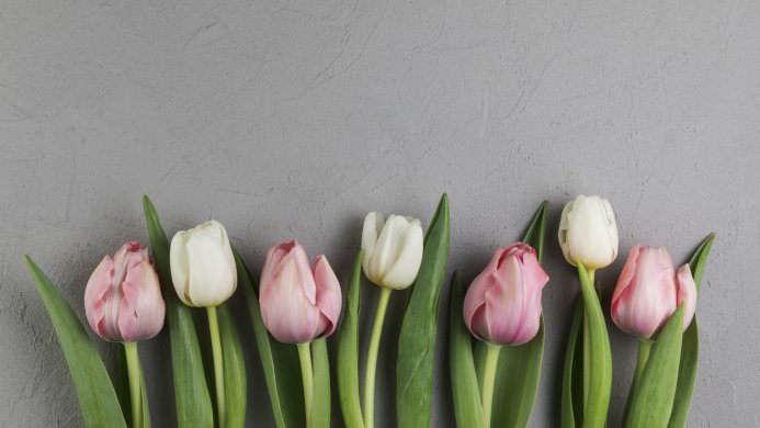 Pink and white tulips on a grey background