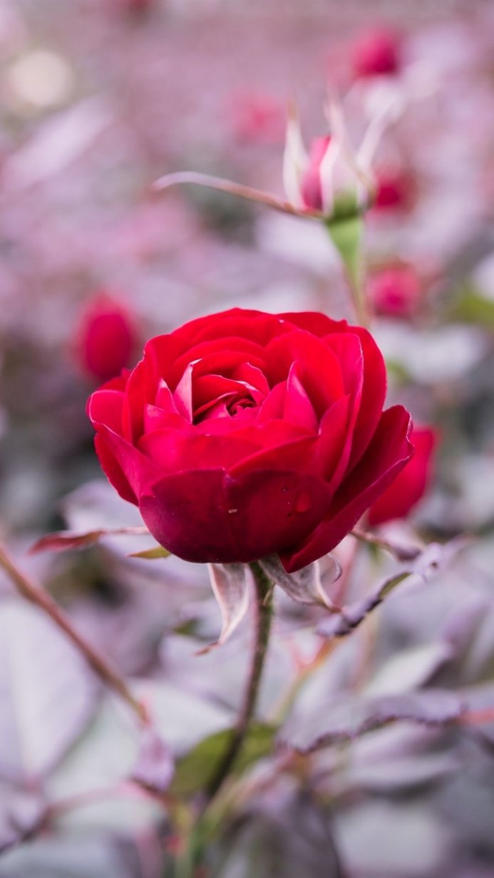 Close-up of a vibrant red rose with a blurred background