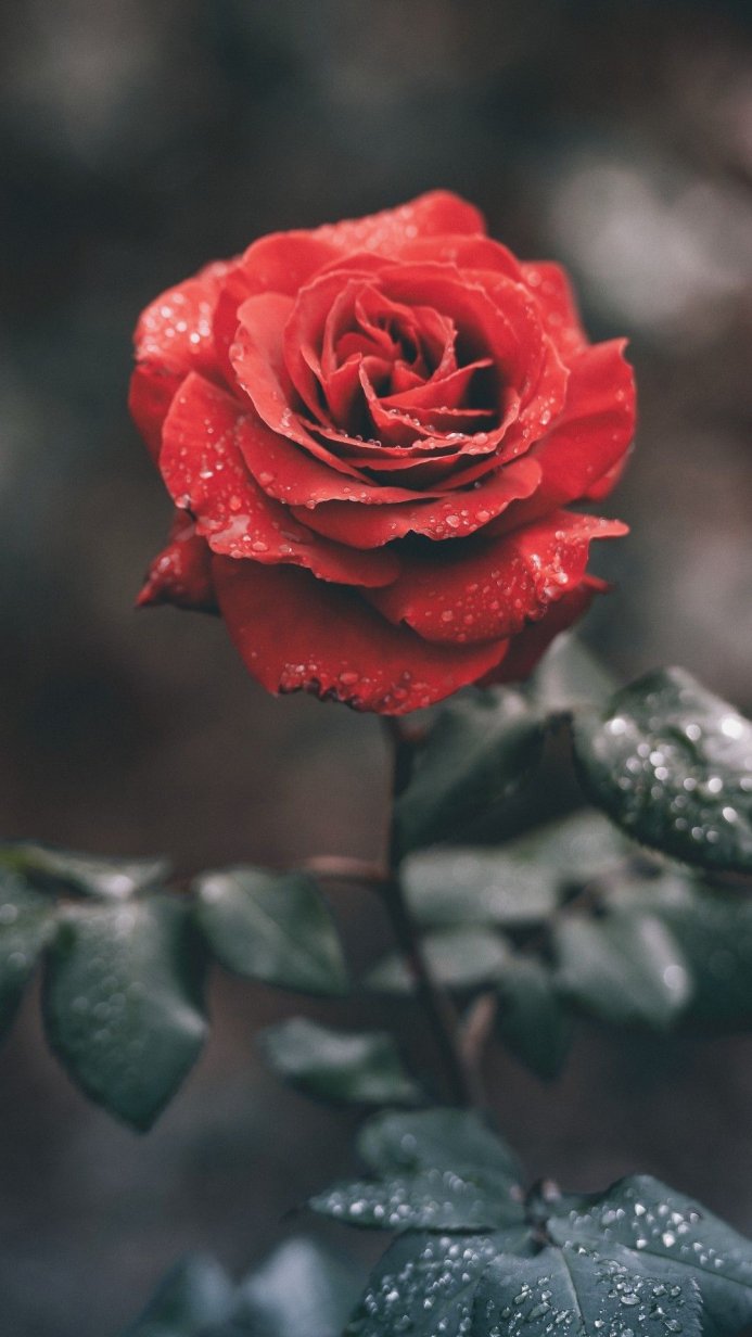 Close-up of a red rose with water droplets on its petals and leaves