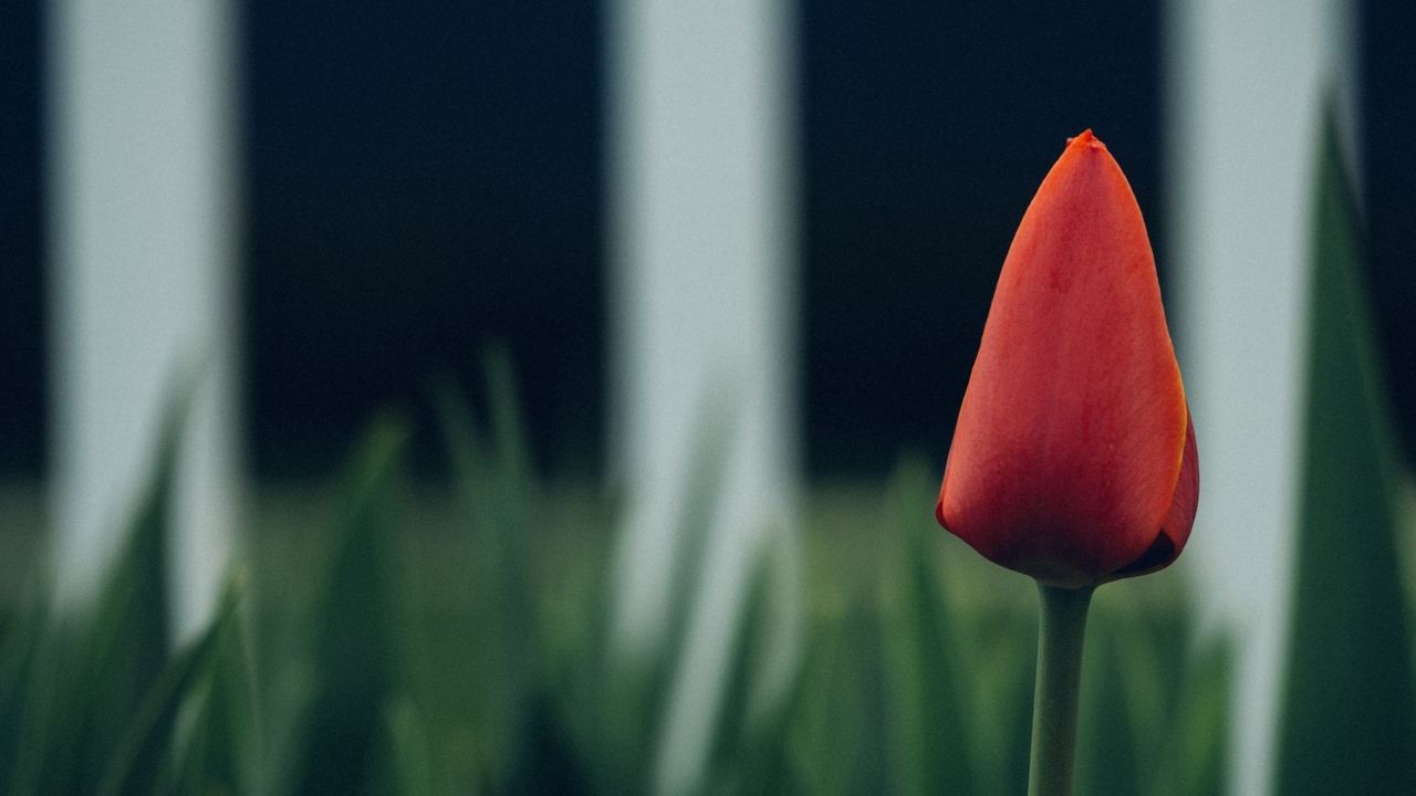 Red tulip flower bud