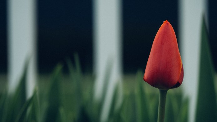 A single red tulip against a blurred background of green grass and a white fence