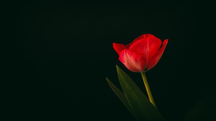 Single red tulip with green leaves against a dark background