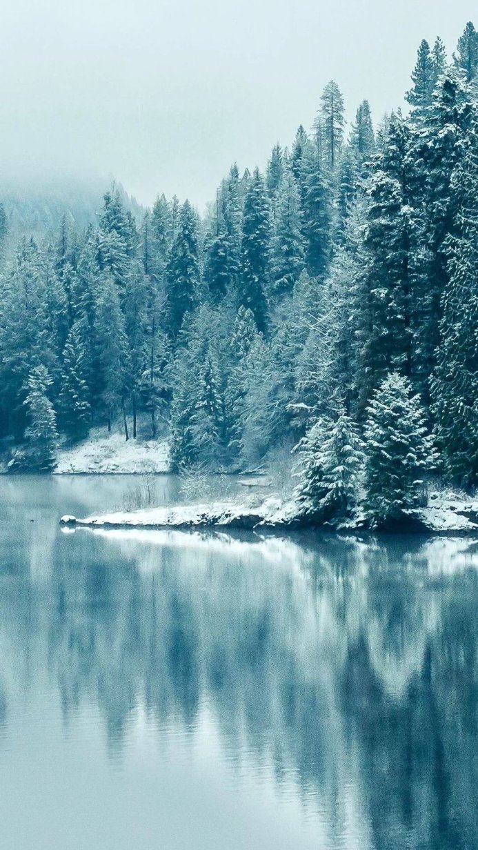 Snow-covered trees by a calm lake in winter