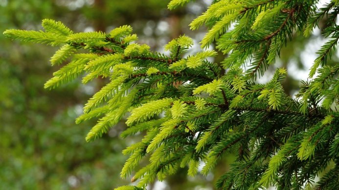 Close-up of a spruce branch with vibrant green needles