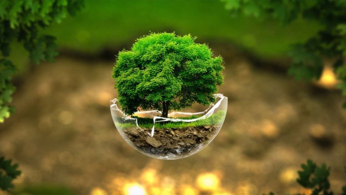 A small tree growing inside a broken glass bowl suspended in the air