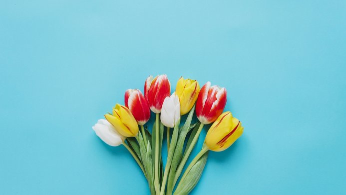 A bouquet of red, yellow and white tulips against a blue background