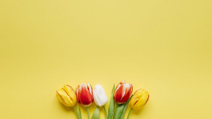 Five tulips on a yellow background, two yellow, two red and one white