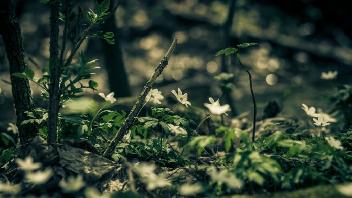 White anemone flowers blooming in a forest, surrounded by green leaves and twigs