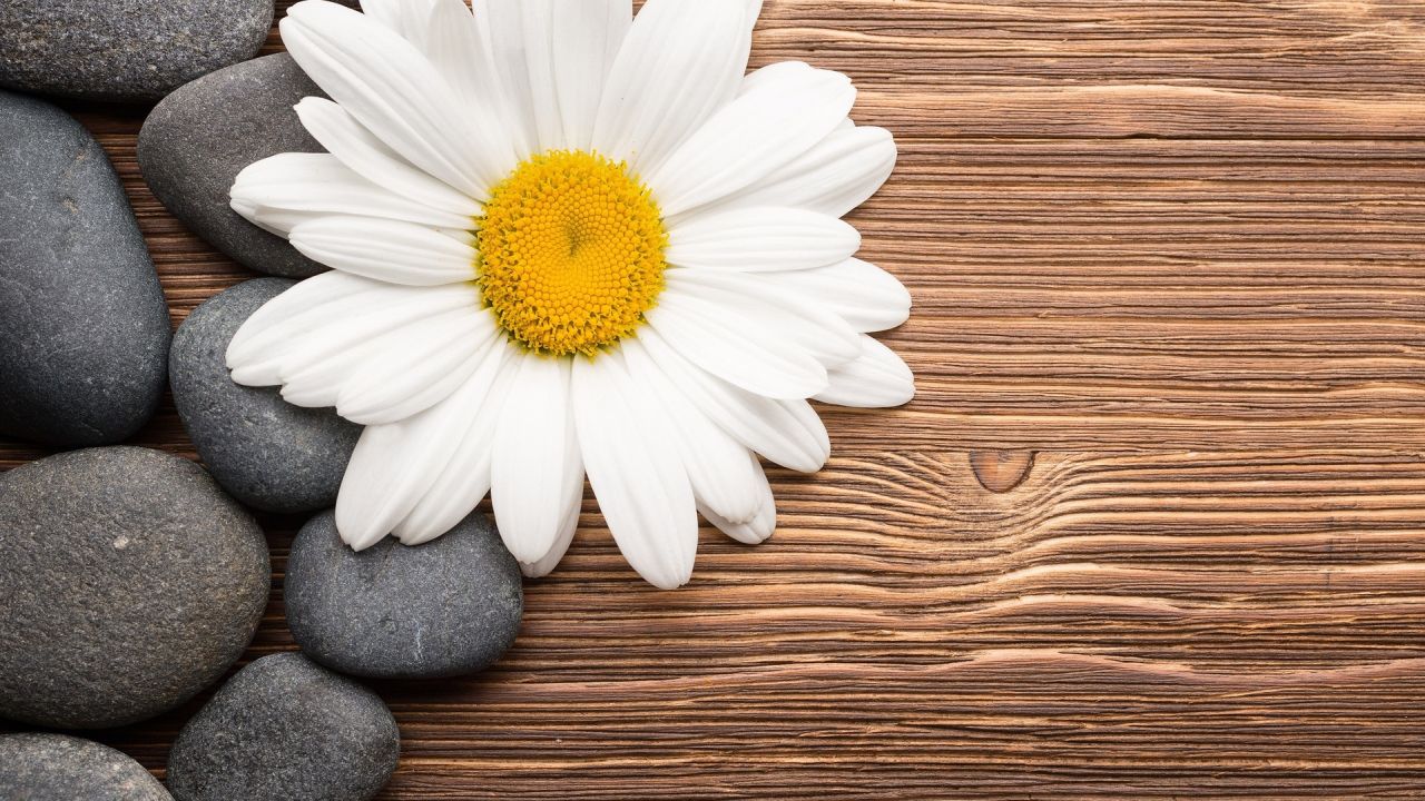 Daisy flower and stones on wooden table
