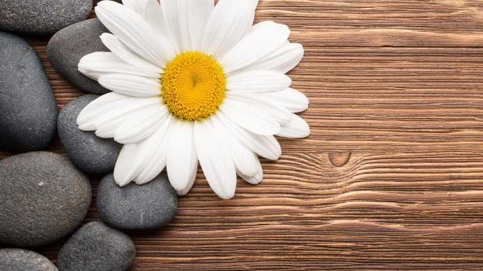 White daisy with yellow center and gray stones on brown wooden background