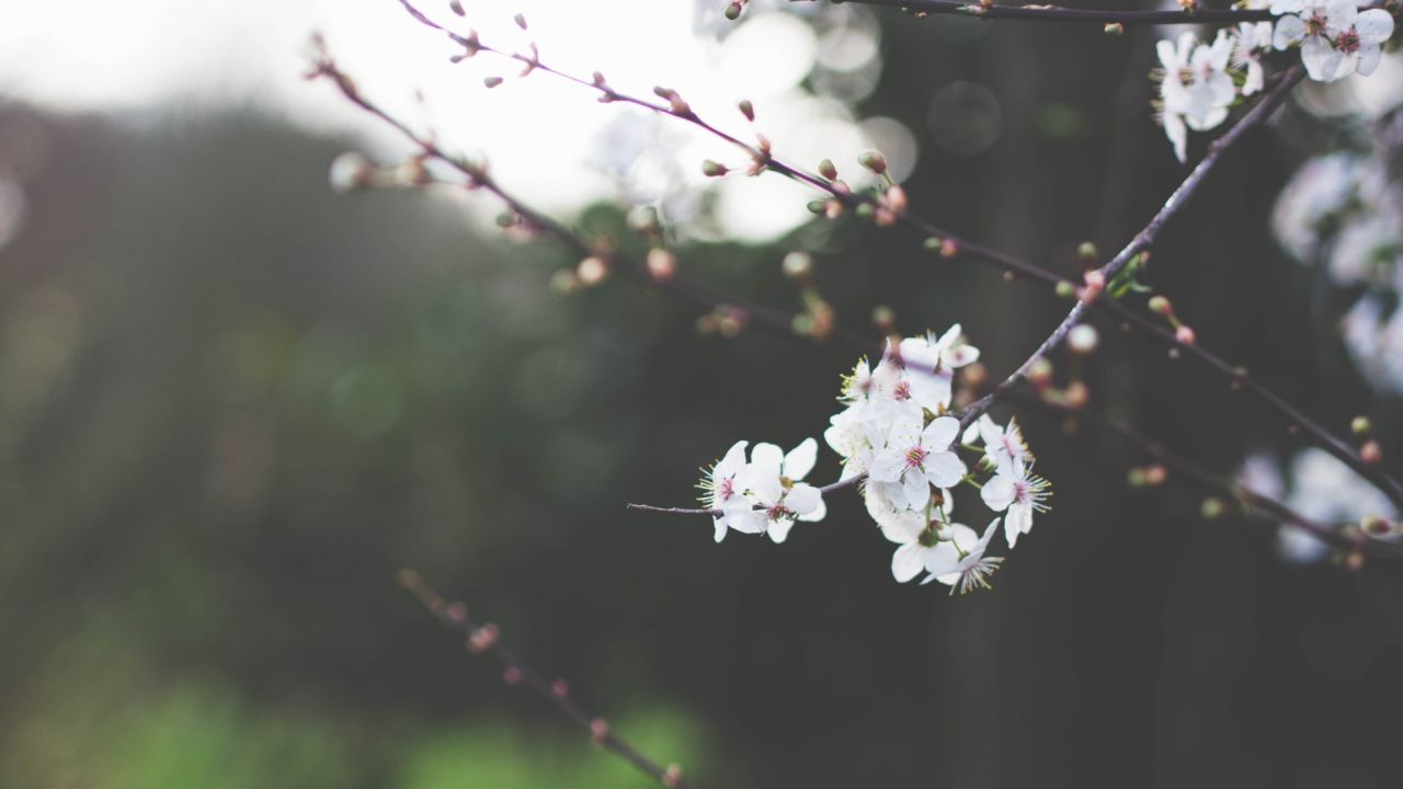 White blossoms on a branch