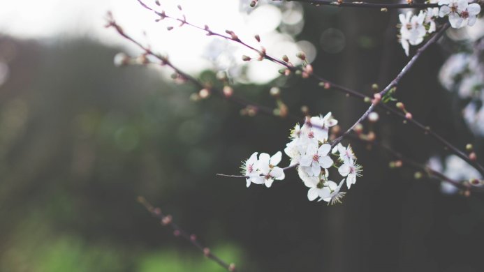 Close-up of white plum blossoms on branches with dark background