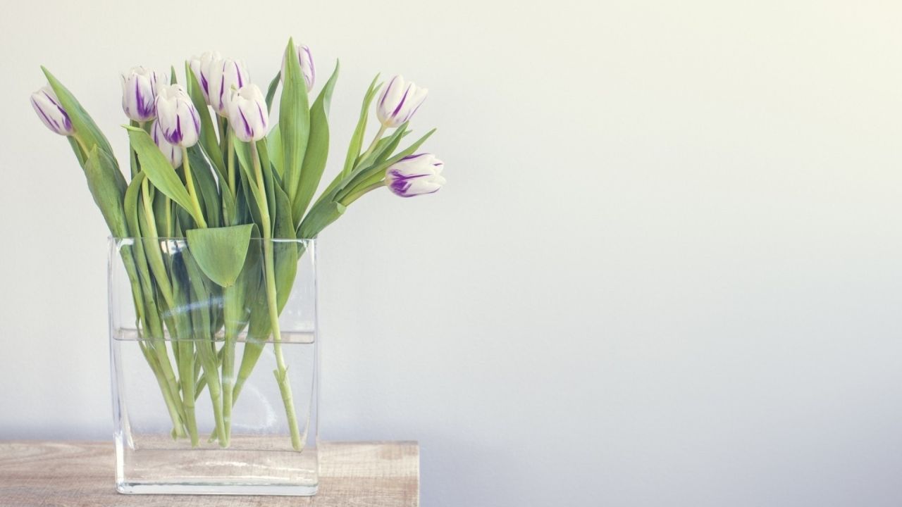 White and purple tulips in a glass vase