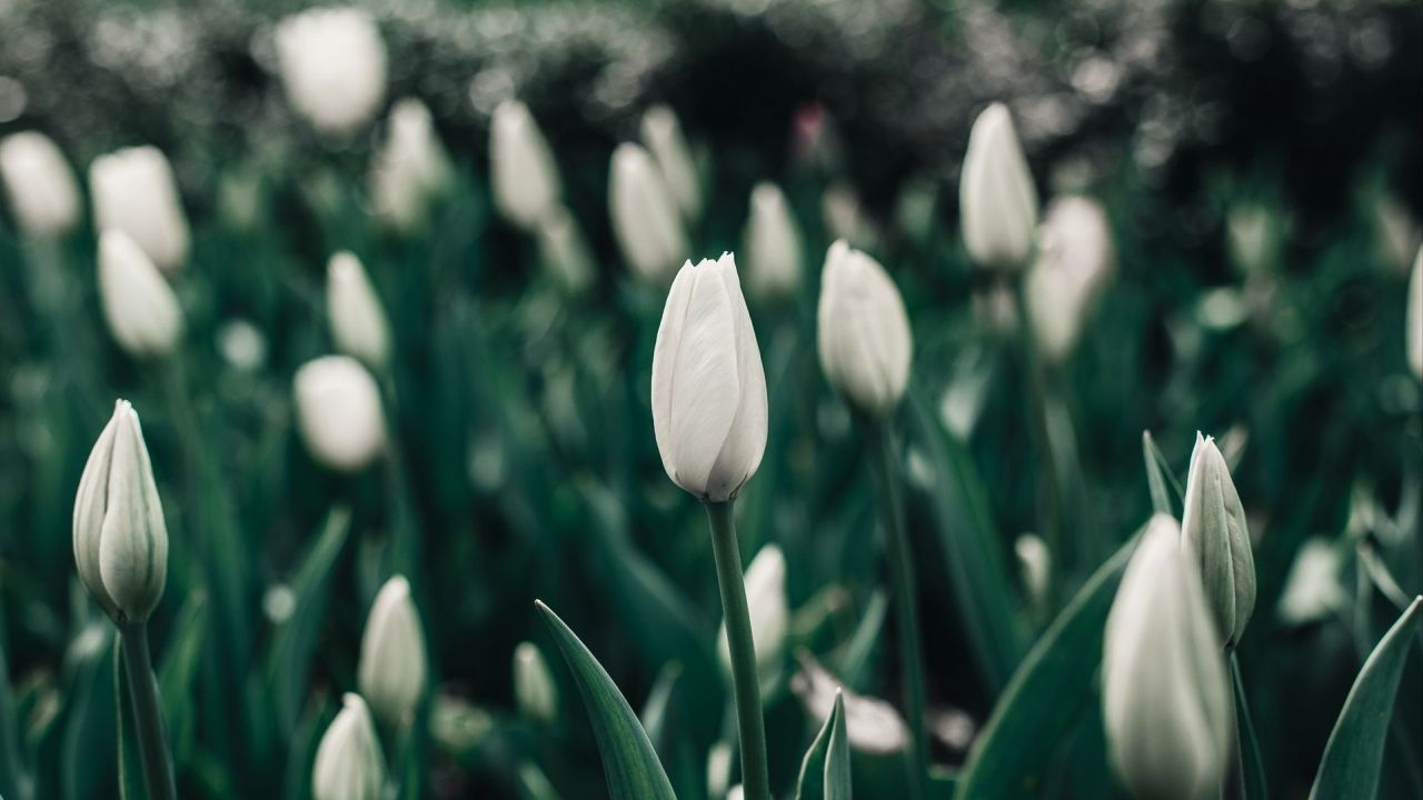 White tulips in a field